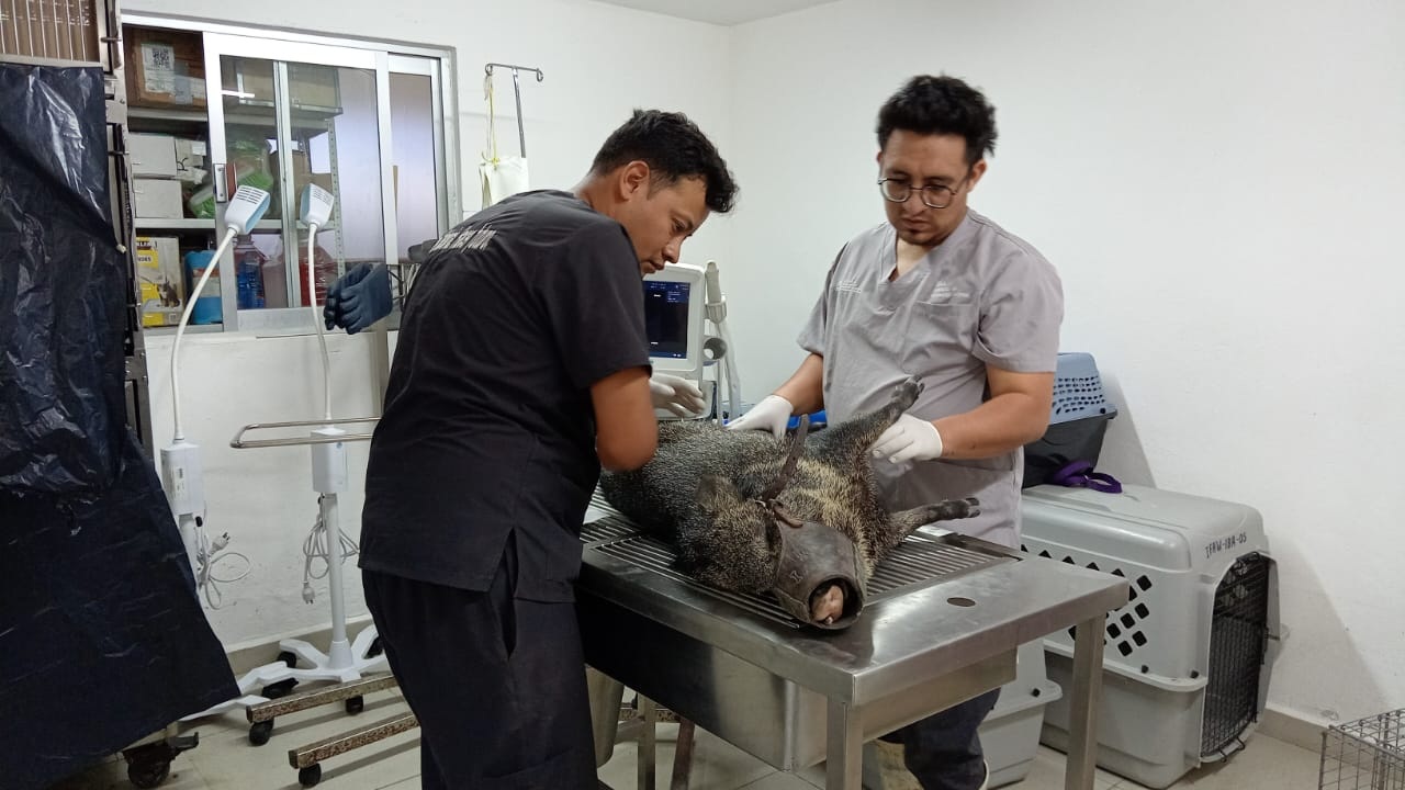 Rescatan a Pecarí atropellado a las afueras de Flor del Bosque