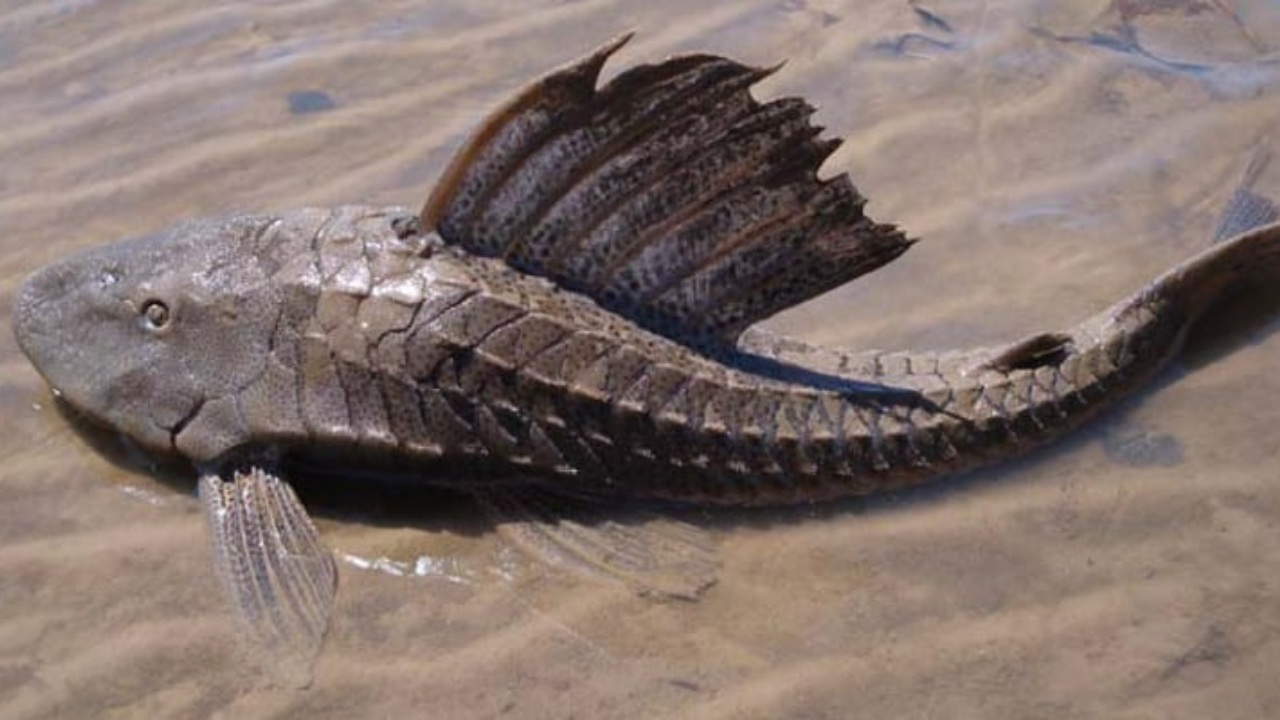 Bacalar busca controlar la proliferación del Pez Diablo