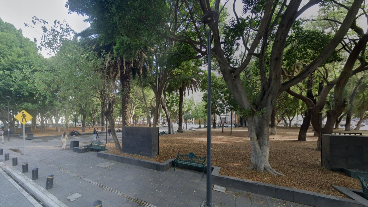 Derribará la Comuna 11 palmeras del Paseo Bravo