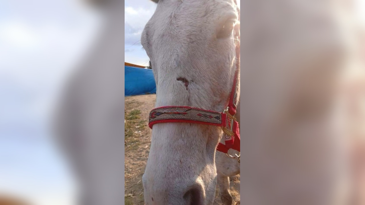 Denuncian agresión a un caballo durante el Carnaval de Huejotzingo