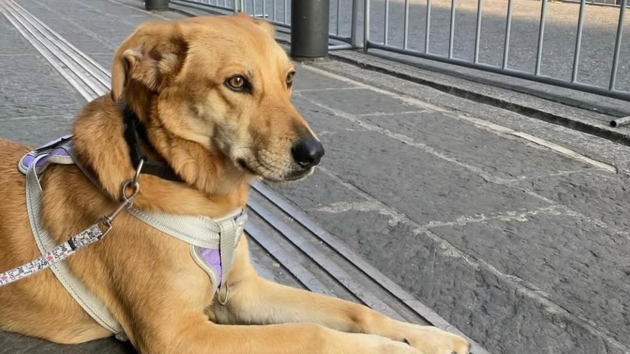 Tras horas de incertidumbre, hallan al lomito “Carolino”, de la BUAP