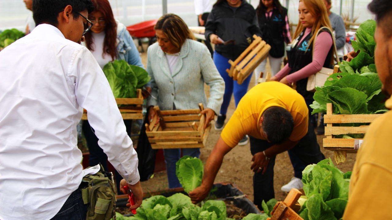 Bienestar municipal dona lechugas cultivadas en huerto urbano
