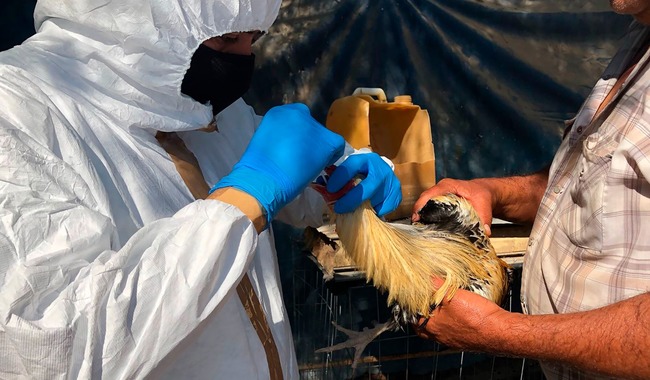 Detectan primer caso humano de Influenza Aviar (H5N1) en México