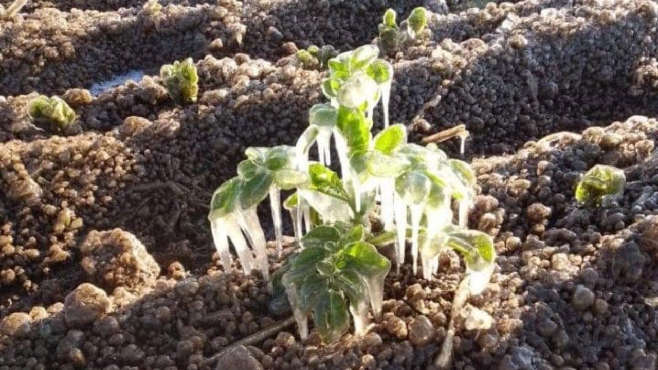 Frente frío 37 congela los campos de Puebla y deja daños en cultivos