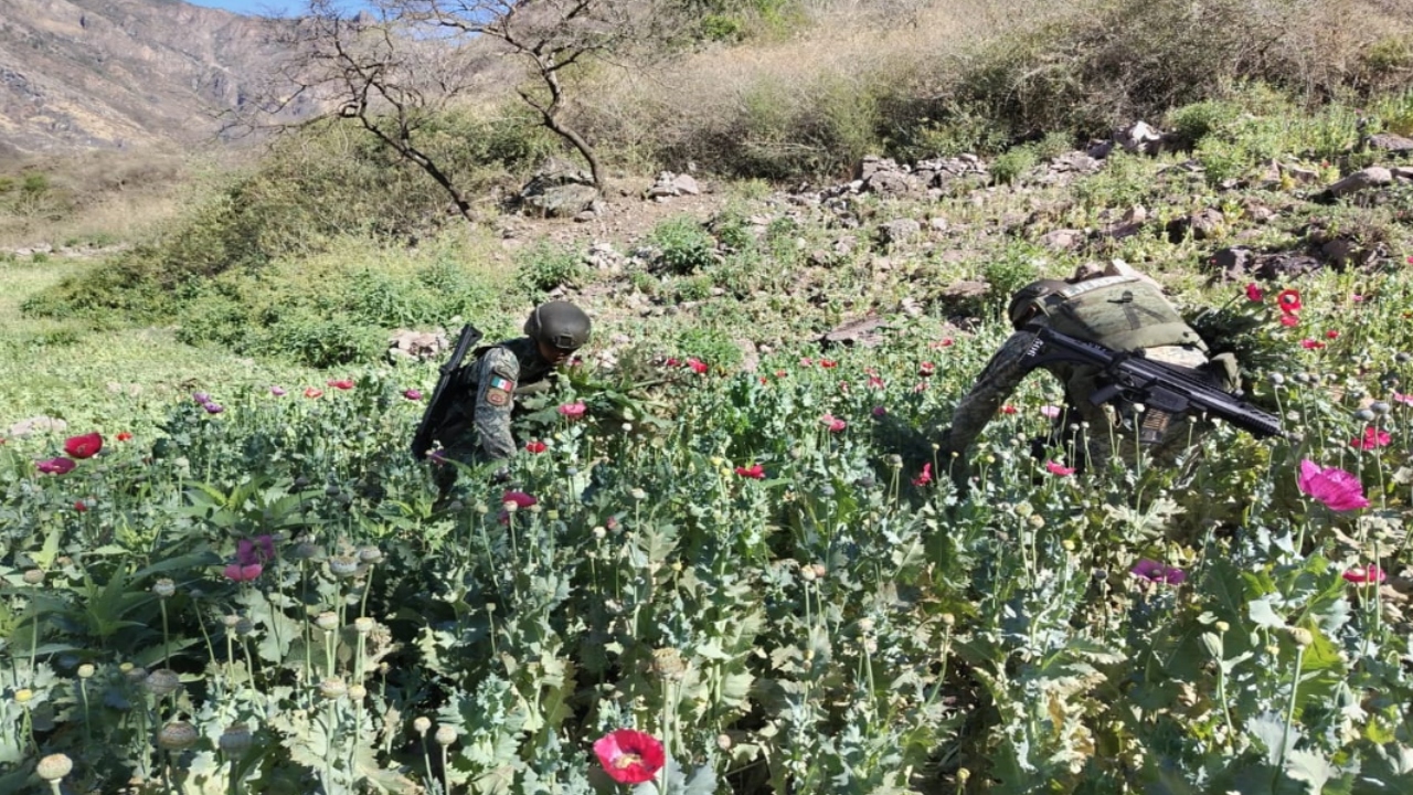Aseguran drogas en Puebla por 891 mil pesos