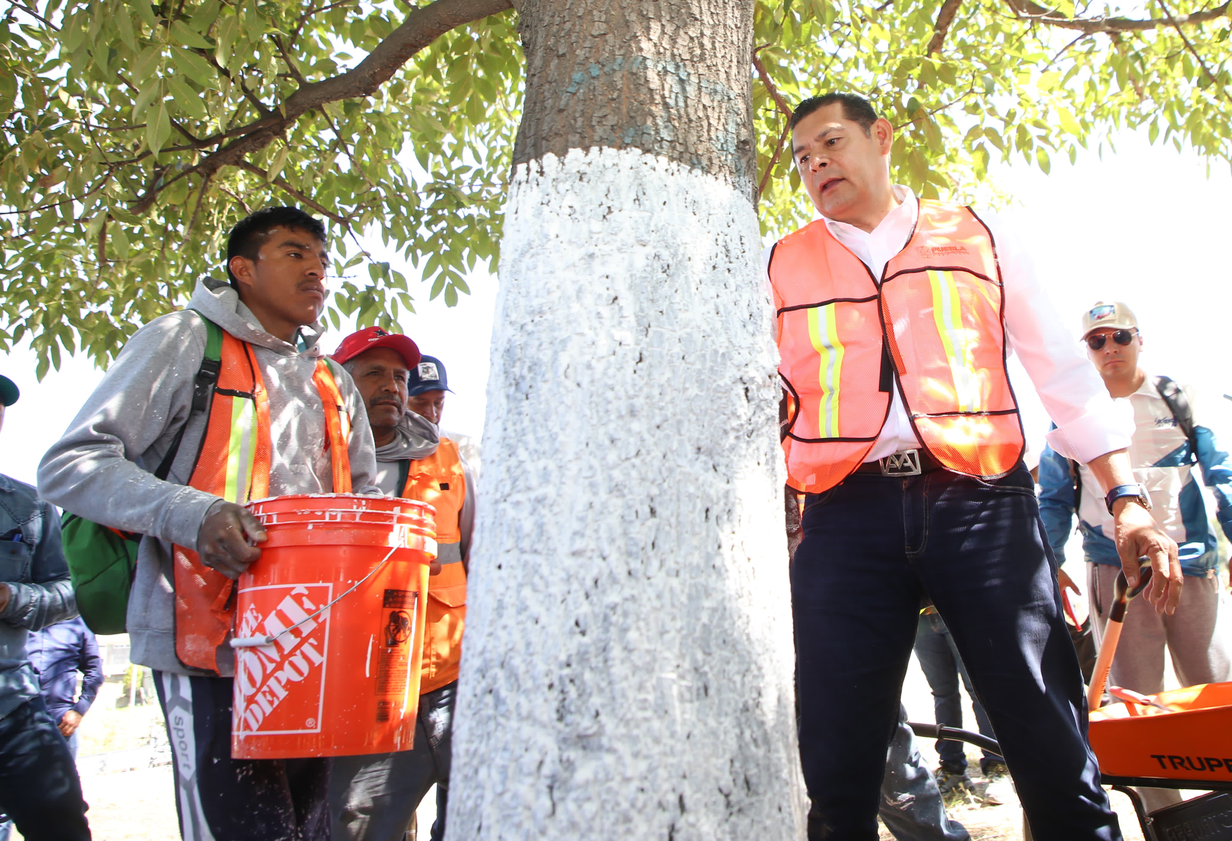 Puebla refuerza protección del arbolado urbano: reaparece el encalado con nueva ley