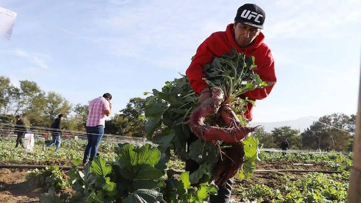 Estados Unidos retoma redadas en el sector agrícola y hotelera