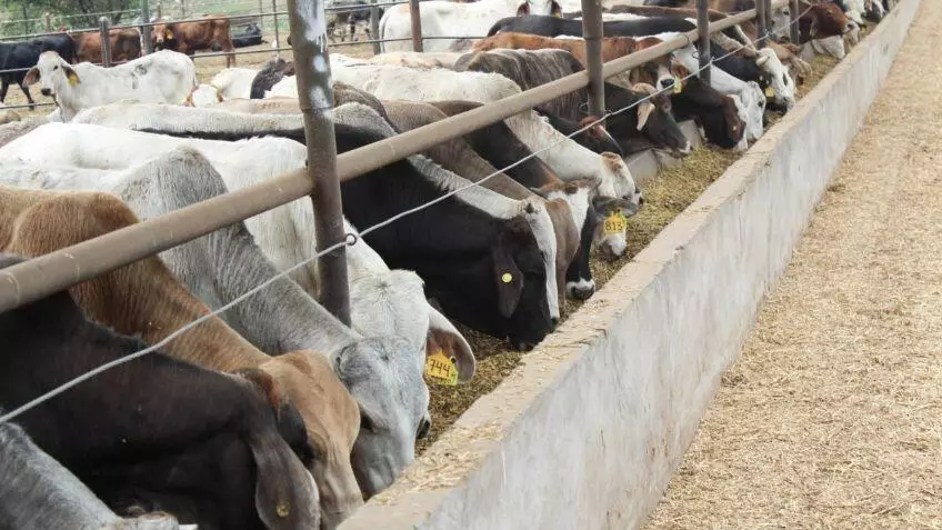 Activan alerta sanitaria en Chiapas por brote de gusano barrenador