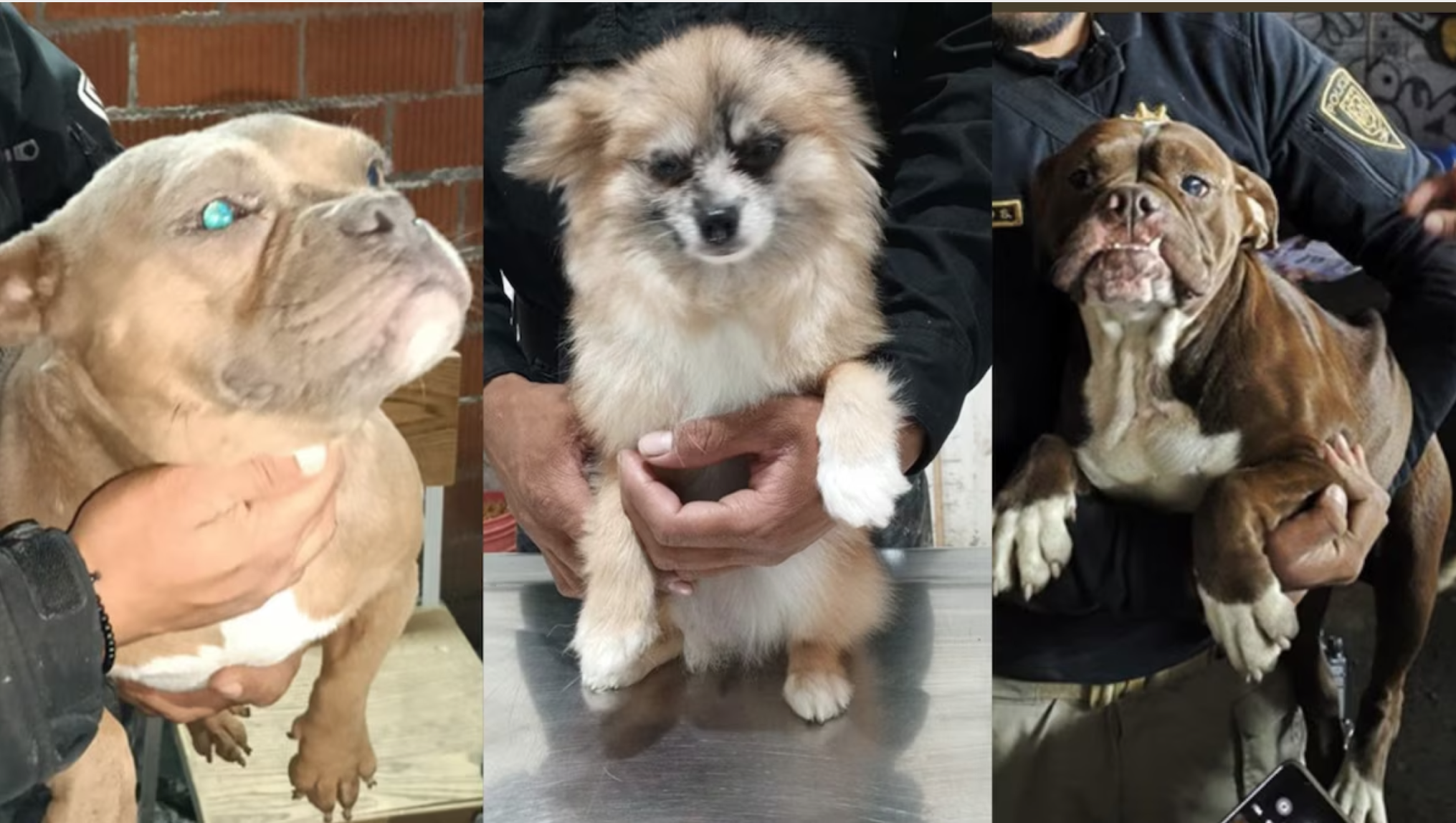 Brigada de Vigilancia Animal rescata a cinco perros abandonados en la alcaldía Cuauhtémoc.