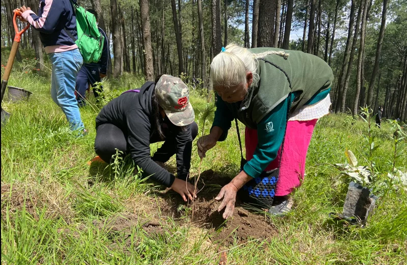 Cae reforestación en Puebla mientras avanza la pérdida de bosques