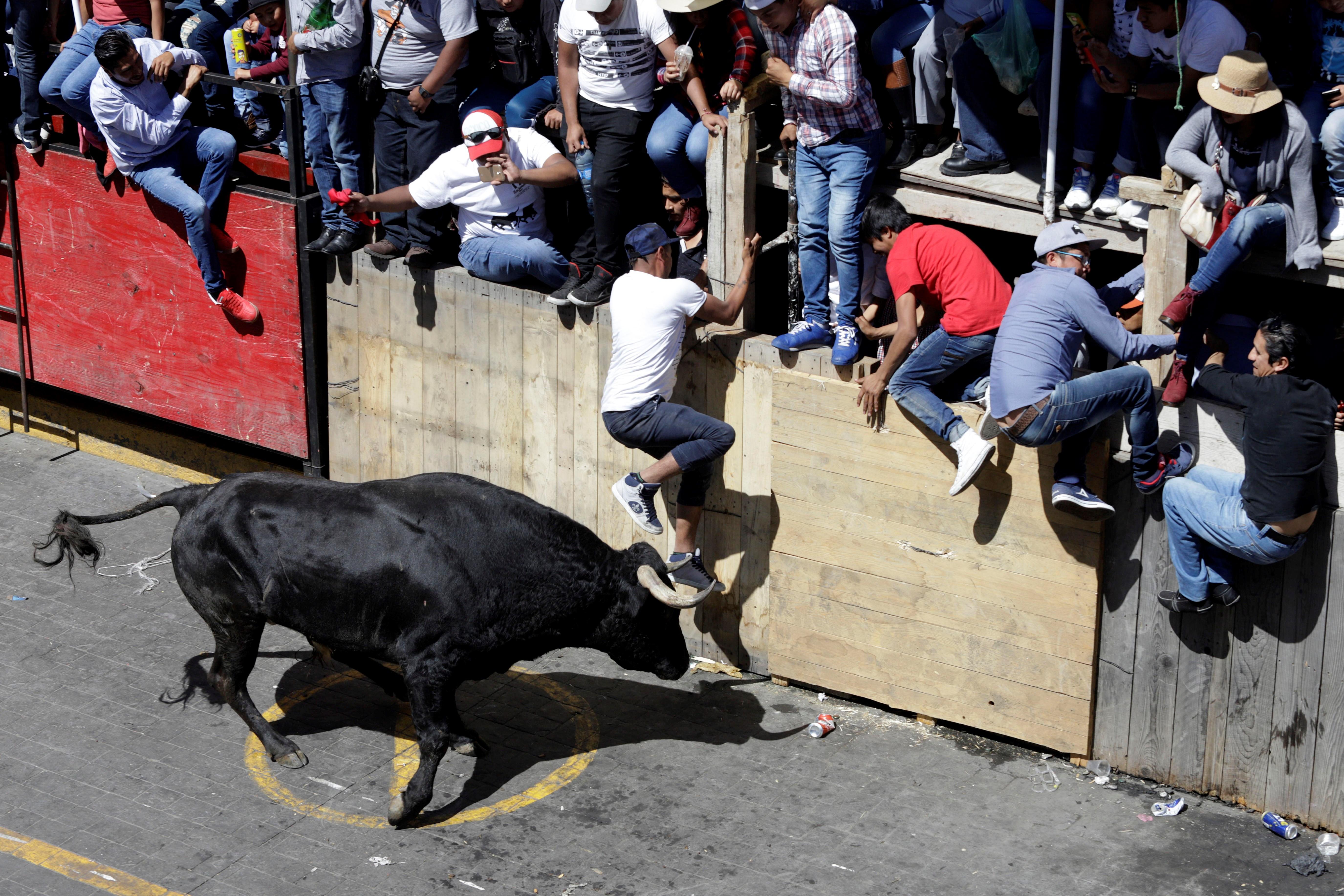Los 18 toros de la Huamantlada 2025 serán sacrificados tras el evento