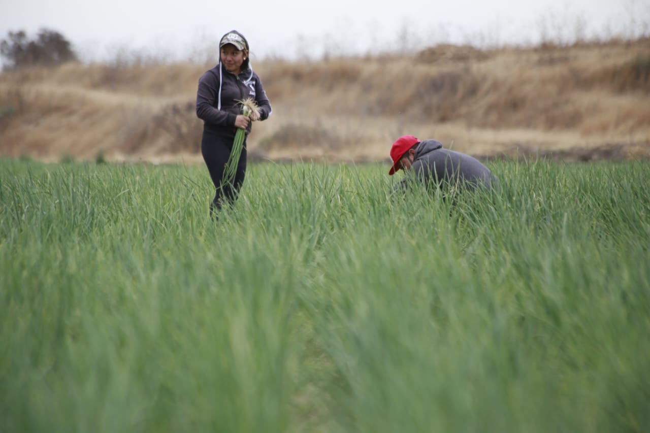 Recorte de agua pone en riesgo 40% de la producción agrícola en Tepeaca y Tecamachalco