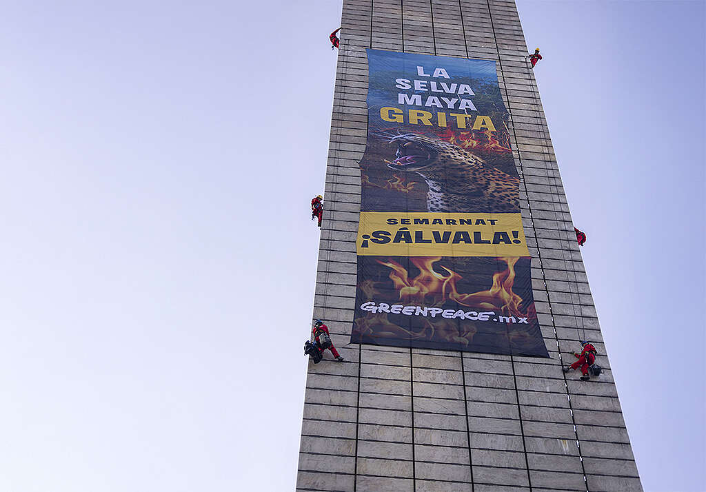 Semarnat dialoga con Greenpeace tras protesta por la Selva Maya