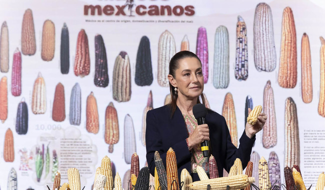 “Sin maíz no hay país”: Sheinbaum anuncia programa para apoyar a pequeños productores