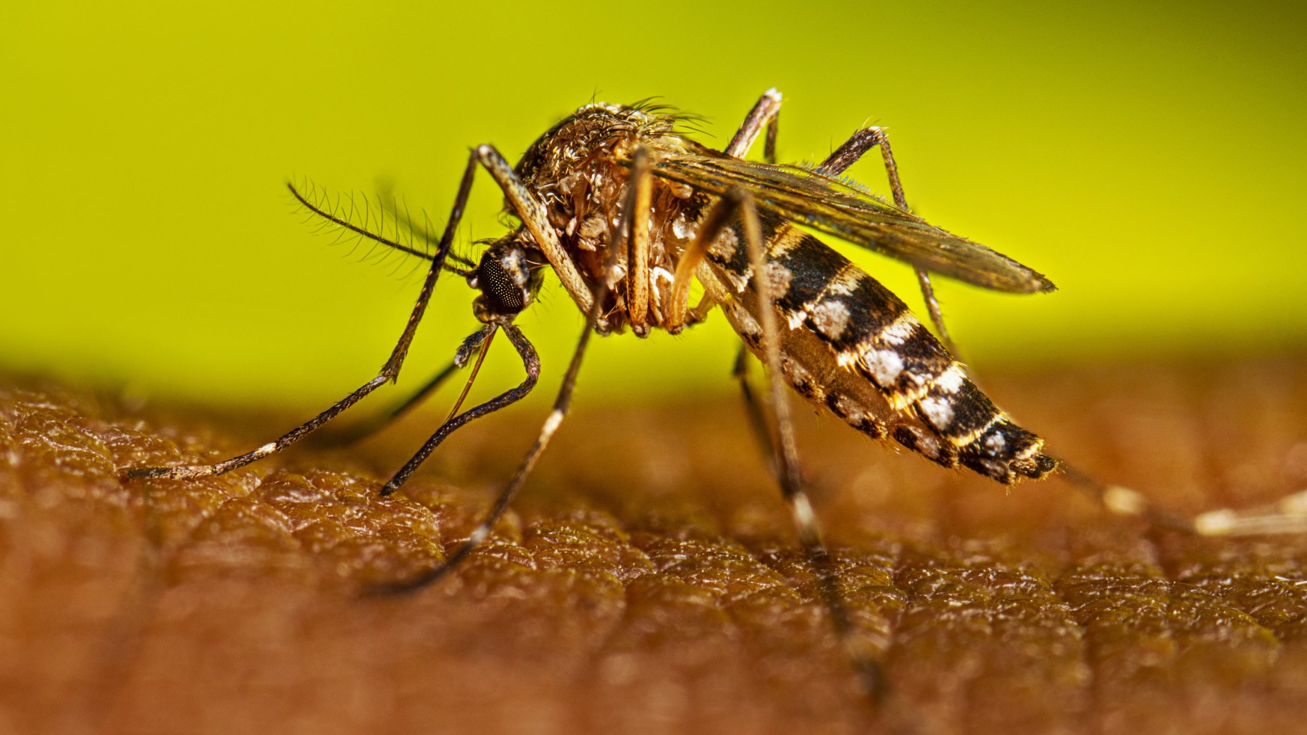 Tehuacán frena al dengue y reduce drásticamente los contagios este año, en comparación con el 2024