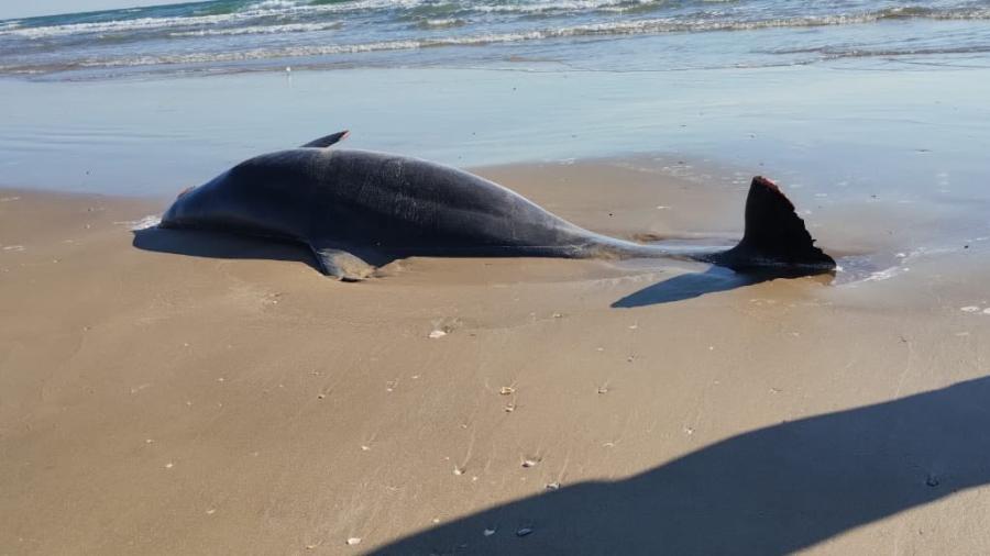 Denuncian llegada de basura espacial de SpaceX a Tamaulipas; hallan dos delfines muertos