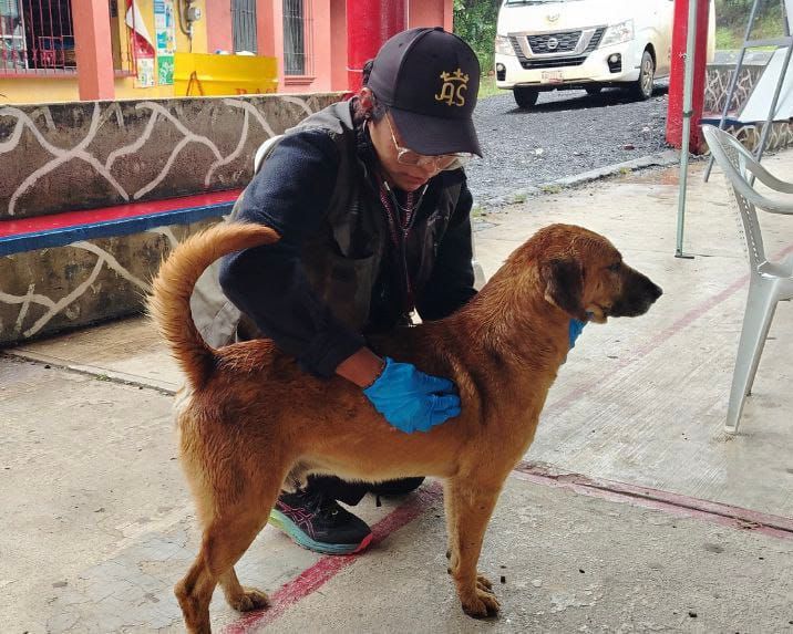 Habilitan refugios para animales afectados por lluvias en la Sierra Norte