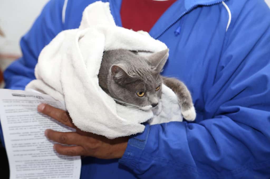 Puebla celebra el primer Día Municipal de los Animales con jornadas de bienestar y sensibilización