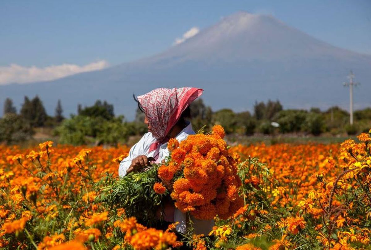 Prevén derrama de 40 mdp por venta de flor de cempasúchil en Puebla
