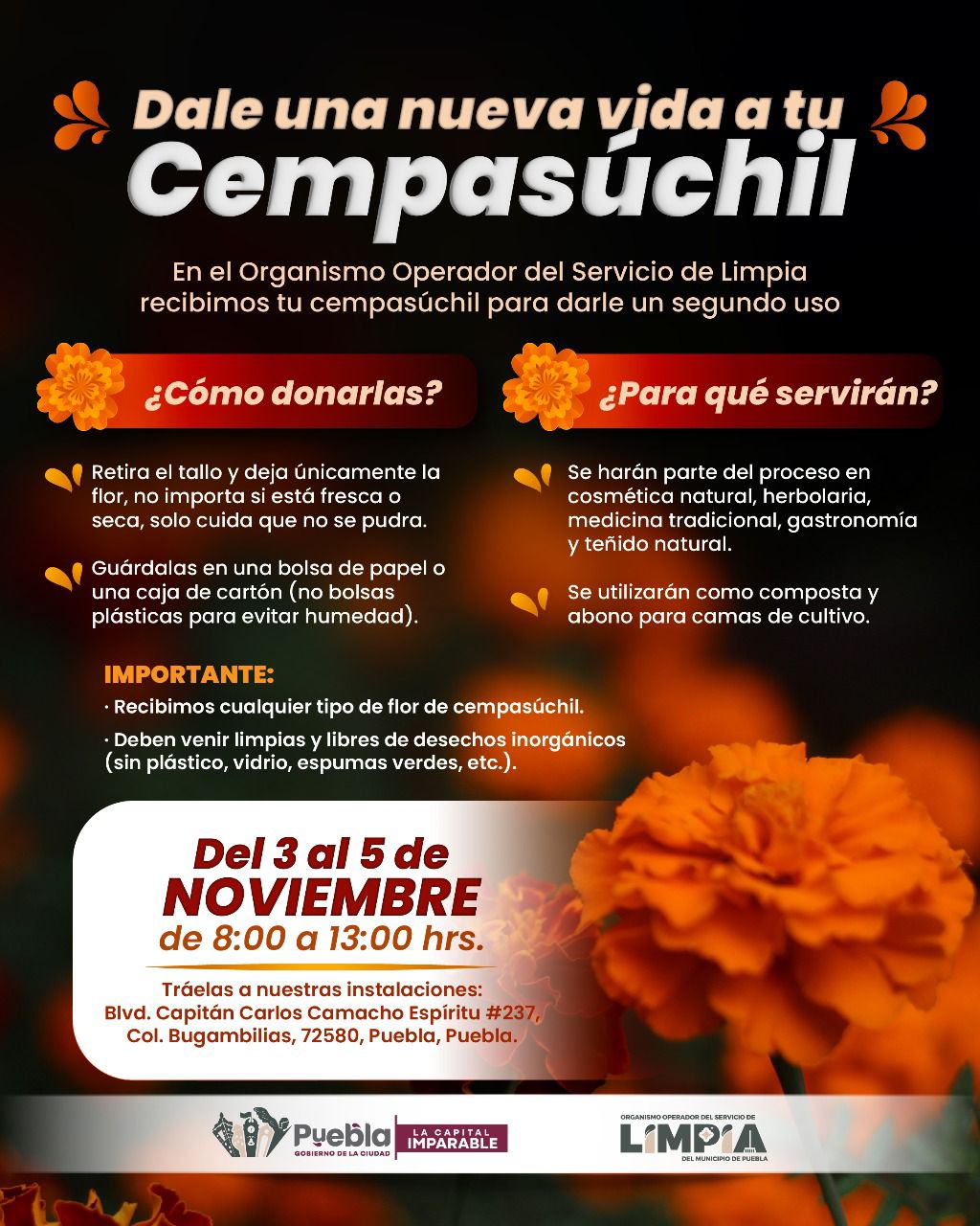 Puebla impulsa reciclaje de flores de cempasúchil tras el Día de Muertos