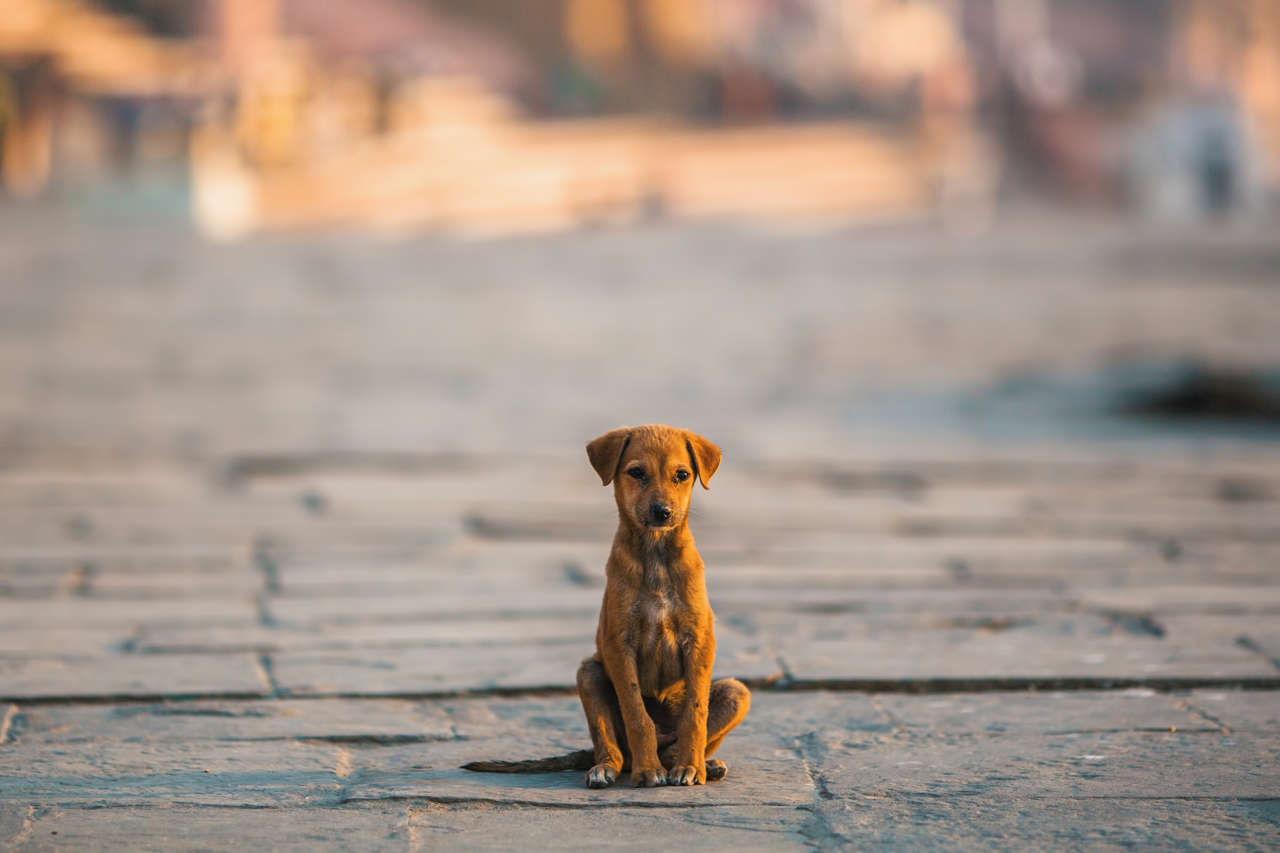 Puebla refuerza la protección animal: actualizará reglamentos tras un año con 350 denuncias por maltrato