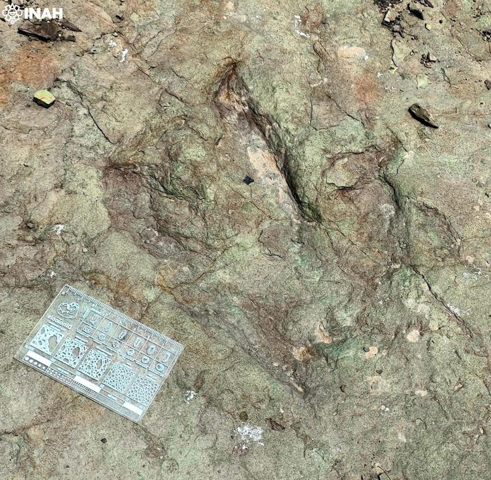 Hallan en Tehuacán huellas de dinosaurios de hasta 120 millones de años; INAH confirma su autenticidad