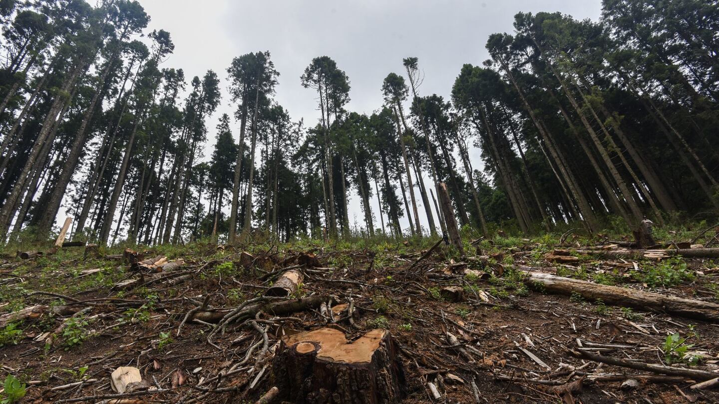 Alertan por aumento de tala ilegal en la Sierra Nororiental de Puebla