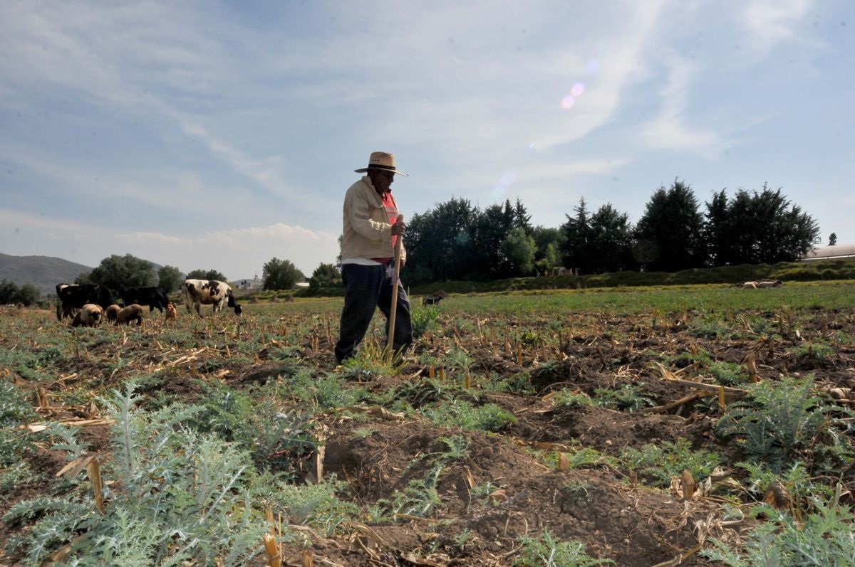 Crisis del campo en Puebla: caída de empleo agrícola, baja rentabilidad y fuga masiva de jornaleros