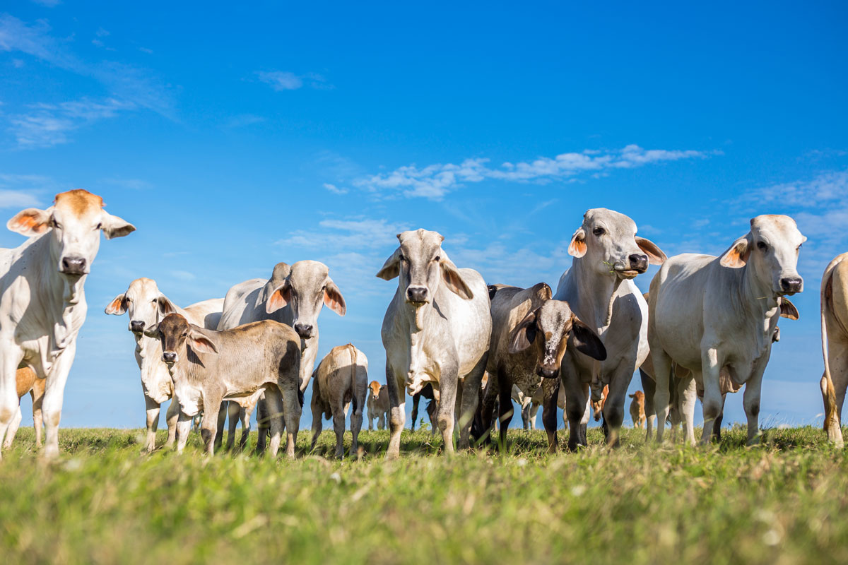 Ganaderos alertan sobrerregulación por plaga del gusano barrenador y afectaciones a la cadena de carne