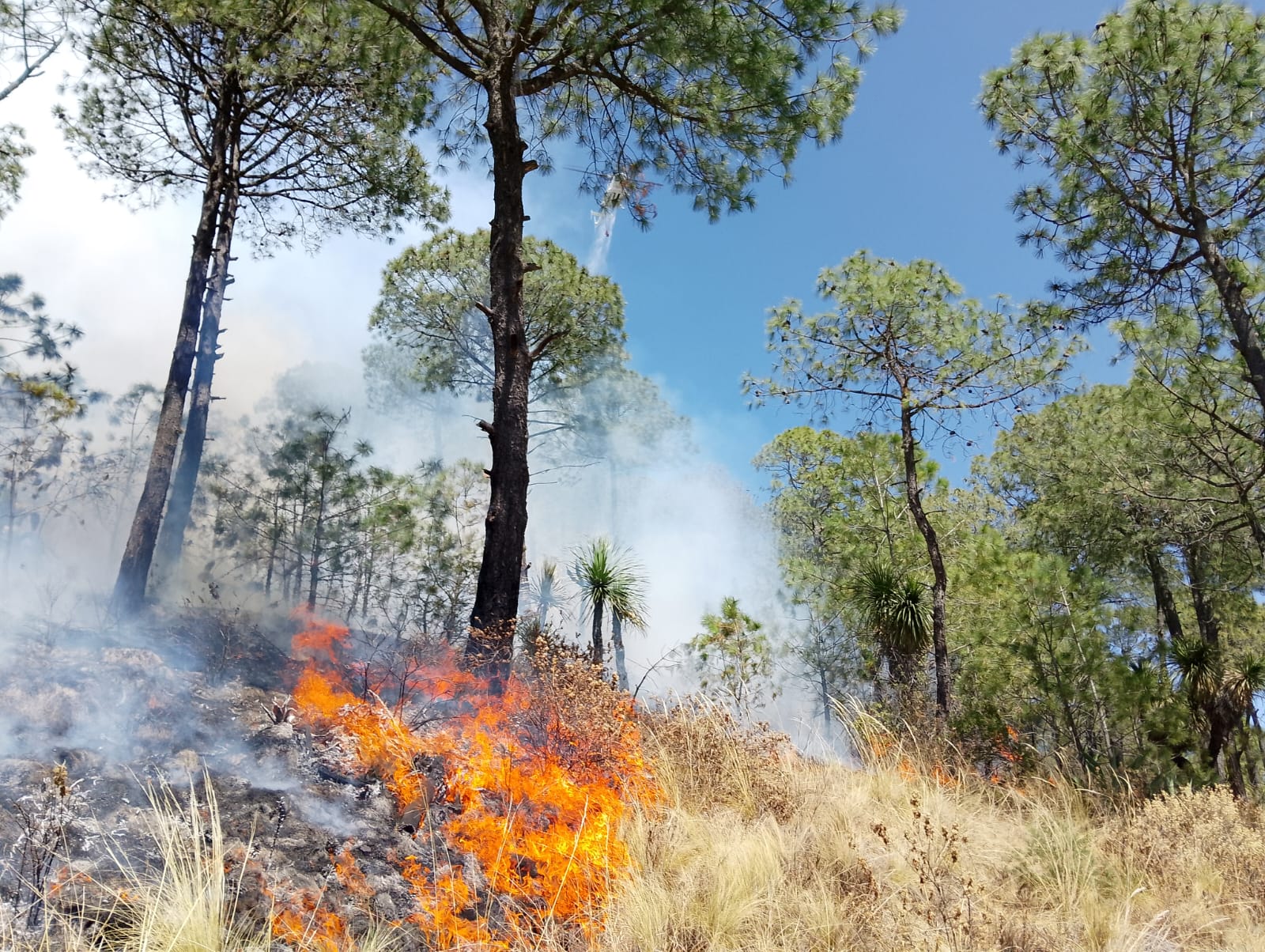 Puebla y Tlaxcala cierran 2025 con casi 400 incendios forestales y más de 15 mil hectáreas afectadas