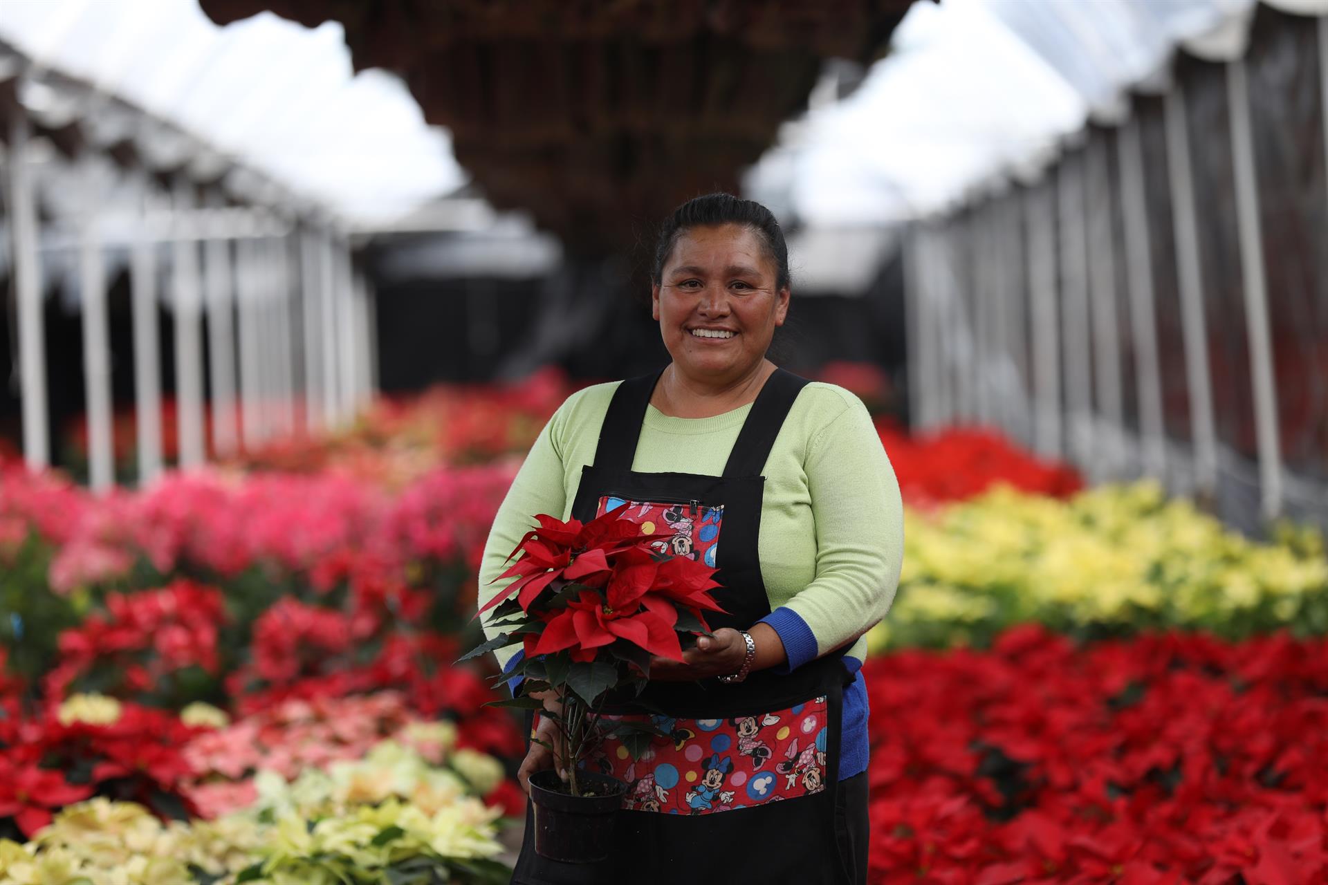 Puebla consolida su liderazgo en Nochebuena: produce 3 millones de plantas y genera derrama de 110 mdp
