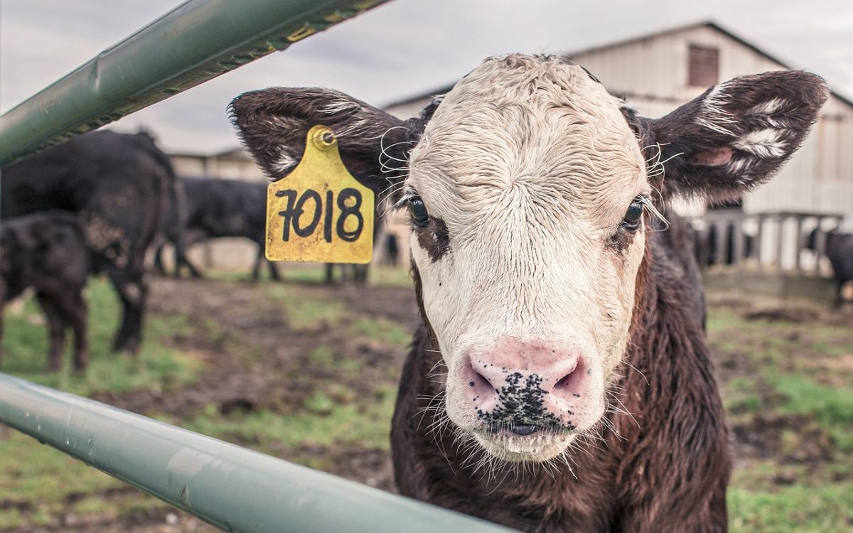 Escasez histórica de ganado en EUA presiona a la industria cárnica y eleva precios de carne