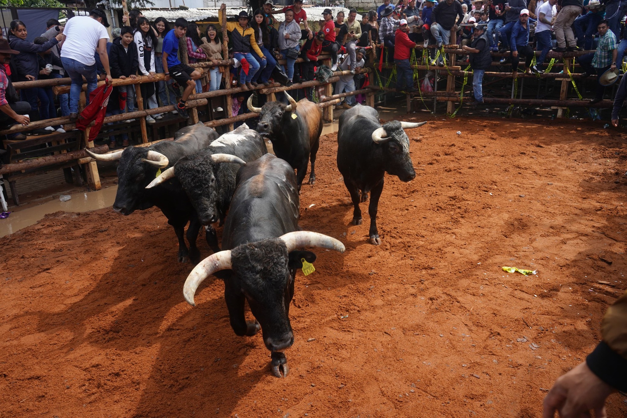 Cancelan pamplonada y jaripeo en Ocotepec por bienestar animal