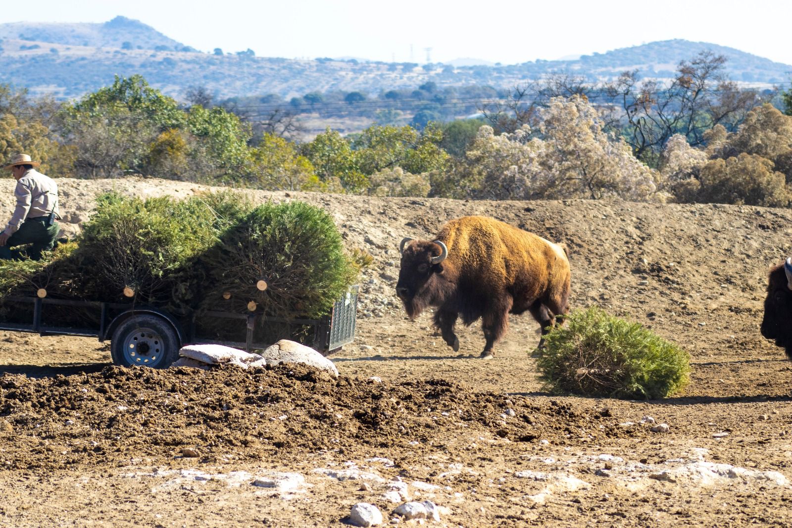 Arranca en Puebla campaña para reciclar árboles de Navidad con apoyo de Africam Safari
