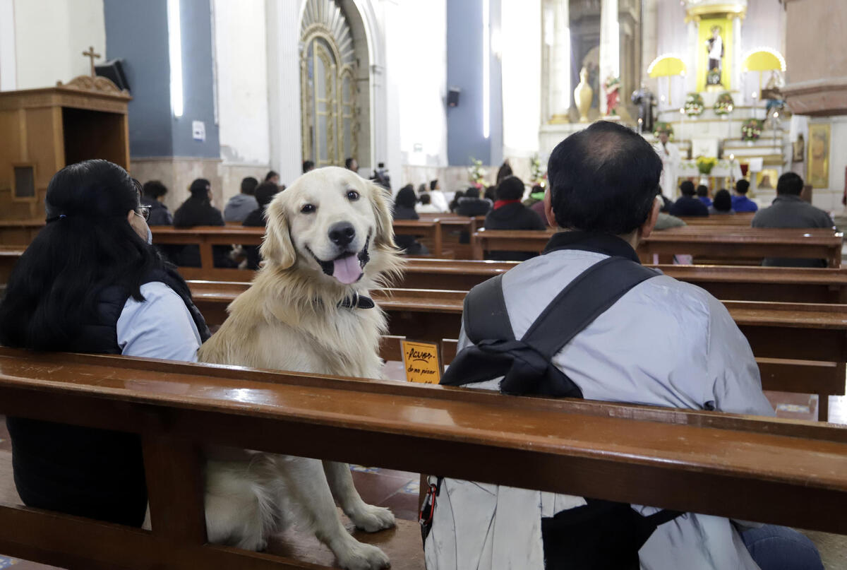 Bendición de mascotas en Puebla: iglesias y horarios para el 17 de enero