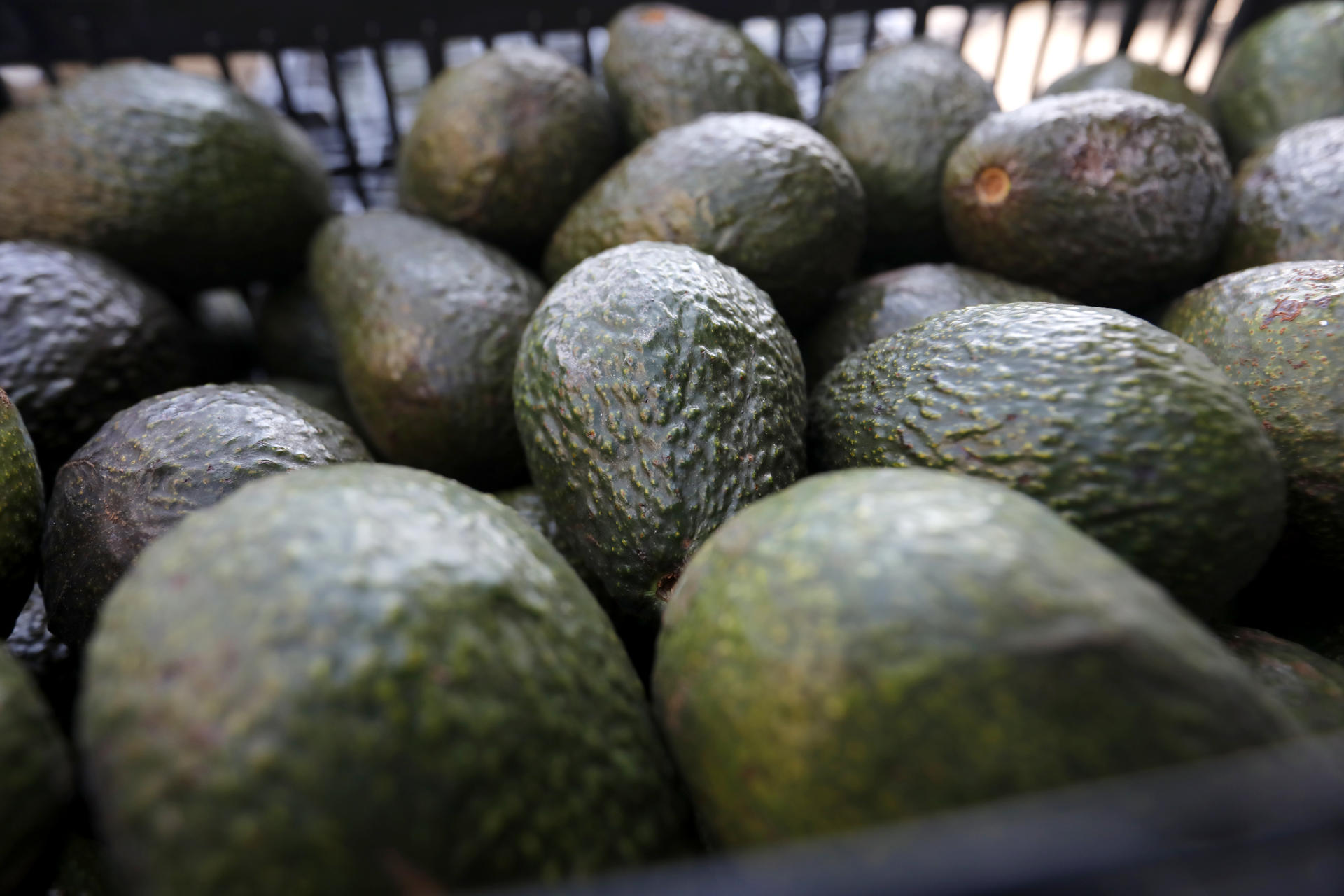 Aguacate poblano duplica su presencia en el mercado nacional entre octubre y enero
