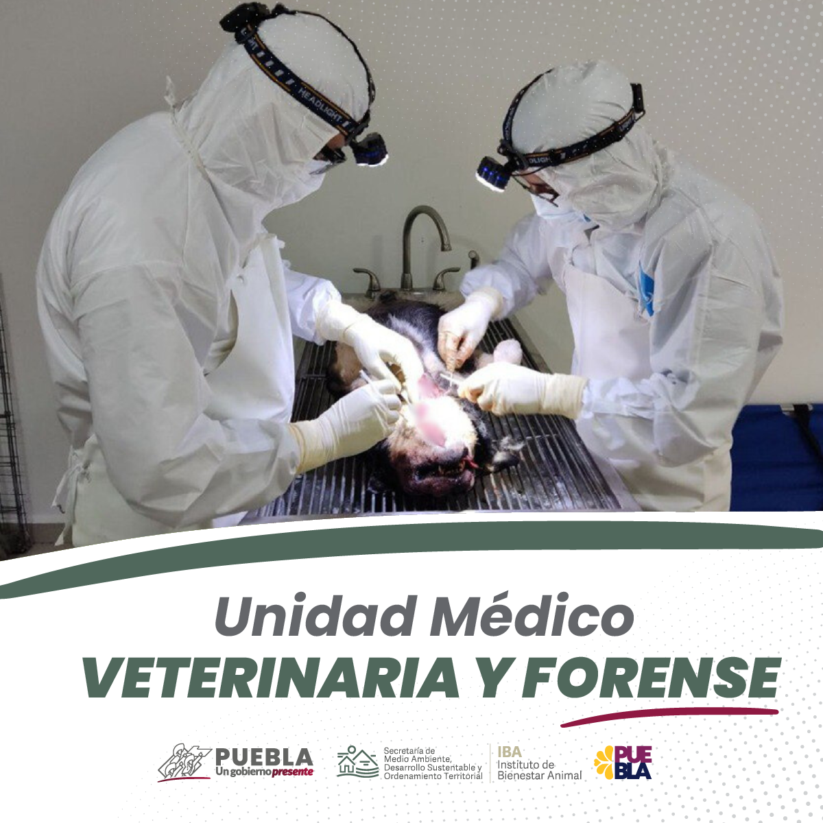 Congreso de Puebla desaparece el Instituto de Bienestar Animal; funciones pasarán al DIF estatal