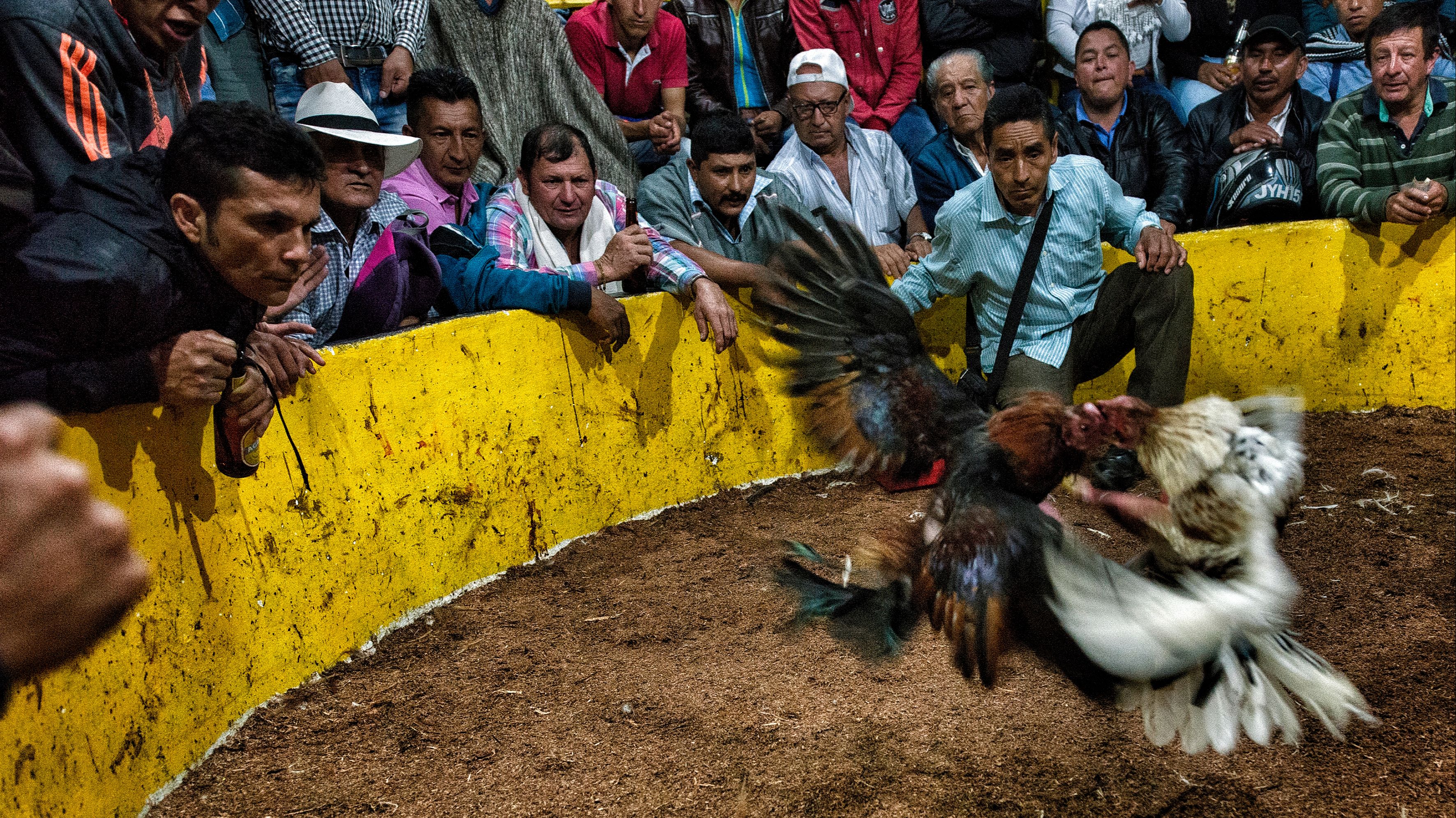 Frenan peleas de gallos en Amixtlán; Bienestar Animal le \"corta las alas\" al torneo