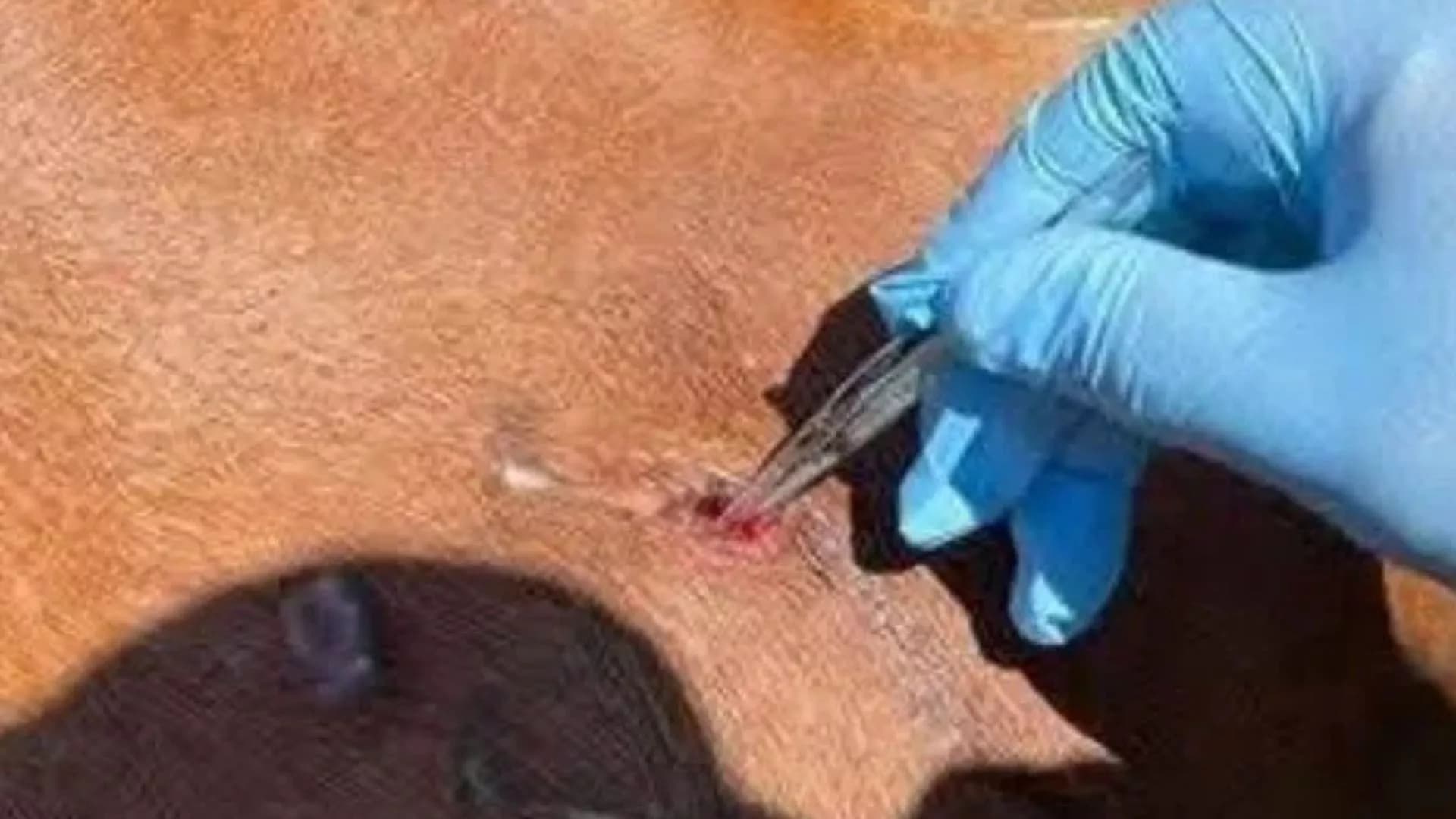 Detectan primer caso de gusano barrenador en CDMX; México acumula 235 casos de miasis en humanos