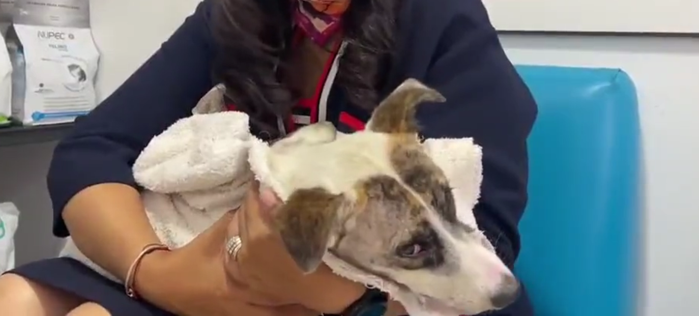 Detienen a sujeto que atacó con balines y provocó la muerte de la perrita “Blanquita” en Atlixco
